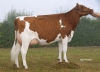 DOSE TAUREAU OKAIDI RED - NFR2215668248 - 6694519