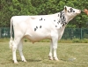 DOSE TAUREAU TACK - NFR2215668785 - 66A0475