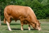 DOSE TAUREAU VENTDOUEST - NFR2216558426 - 34A4749