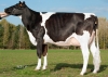 DOSE TAUREAU HURION ISY - NFR2216892431 - 6685121