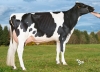 DOSE TAUREAU HURION ISY - NFR2216892431 - 6685121