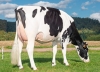 DOSE TAUREAU HURION ISY - NFR2216892431 - 6685121