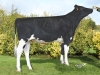 DOSE TAUREAU OKALIBRA - NFR2219063053 - 6694520
