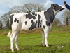 DOSE TAUREAU ITALO - NFR2223842476 - 6686551