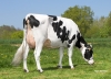 DOSE TAUREAU ITALO - NFR2223842476 - 6686551