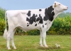 DOSE TAUREAU VERY SYN - NFR2224237319 - 66A4134