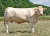 DOSE TAUREAU NOZAY - NFR2227166746 - 3894598