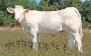 DOSE TAUREAU NOZAY - NFR2227166746 - 3894598