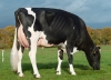 DOSE TAUREAU JUTEUX - NFR2229184194 - 6688313