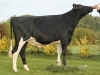 DOSE TAUREAU LOCEAN - NFR2229184216 - 6688757