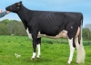 DOSE TAUREAU LOUXOR - NFR2229184217 - 6688343