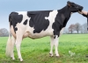 DOSE TAUREAU LOUXOR - NFR2229184217 - 6688343