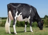 DOSE TAUREAU LOUXOR - NFR2229184217 - 6688343