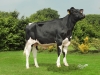 DOSE TAUREAU LOUXOR - NFR2229184217 - 6688343