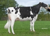 DOSE TAUREAU LOUXOR - NFR2229184217 - 6688343
