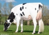 DOSE TAUREAU LOUXOR - NFR2229184217 - 6688343