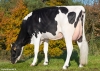 DOSE TAUREAU NESQUICK - NFR2229184430 - 6691906