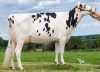 DOSE TAUREAU OMERICA - NFR2229184661 - 6694730