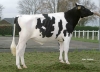 DOSE TAUREAU EARLY ISY - NFR2232273391 - 6678059