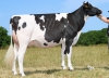 DOSE TAUREAU SPECULOS - NFR2232985935 - 6697632