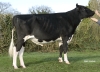 DOSE TAUREAU FOXTRO ISY - NFR2234482656 - 6679303