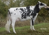 DOSE TAUREAU FOXTRO ISY - NFR2234482656 - 6679303