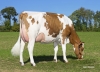 DOSE TAUREAU LIERAC - NFR2234482958 - 1988479