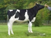DOSE TAUREAU JEBRASKA - NFR2234642666 - 6688316