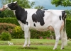 DOSE TAUREAU NOUXOR - NFR2234642980 - 6692255
