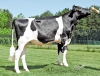 DOSE TAUREAU OCRACK P - NFR2234643293 - 6695073