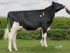 DOSE TAUREAU HOLVAL ISY - NFR2234683917 - 6683649