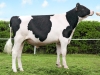 DOSE TAUREAU HARVAL ISY - NFR2234683918 - 6683650