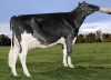 DOSE TAUREAU JUSTIFY - NFR2235040139 - 6687360