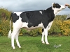 DOSE TAUREAU OZIL - NFR2235040590 - 6694187