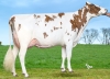 DOSE TAUREAU UNYX RF P - NFR2235041363 - 66A3155