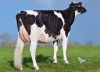 DOSE TAUREAU ROLIF - NFR2235672441 - 6697715