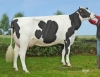 DOSE TAUREAU OUCHKA - NFR2235749386 - 6695074