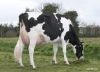 DOSE TAUREAU NEWDEAL - NFR2236129125 - 6692800