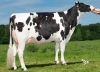 DOSE TAUREAU MONROE - NFR2238143858 - 6691669