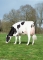 DOSE TAUREAU PAVEL RED - NFR2238144229 - 6695776
