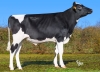 DOSE TAUREAU VALIMBA P - NFR2239146546 - 66A4305