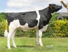 DOSE TAUREAU SALAH - NFR2239965254 - 6698803