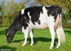 DOSE TAUREAU SALAH - NFR2239965254 - 6698803