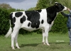 DOSE TAUREAU DAUDEN ISY - NFR2242033342 - 6677168