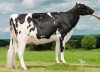 DOSE TAUREAU HEFALO ISY - NFR2245731885 - 6684102