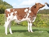 DOSE TAUREAU TRAOMAD P - NFR2249723630 - 19A0995