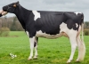 DOSE TAUREAU NICO - NFR2251393334 - 6692527