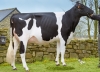 DOSE TAUREAU OXFORD - NFR2251393379 - 6692884
