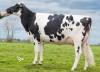 DOSE TAUREAU ITINERIS - NFR2257473507 - 6685743
