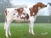 DOSE TAUREAU MILD RED - NFR2258173465 - 6691219